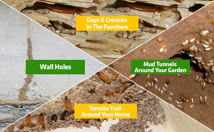 Termite Killer Spray (Buy 1 Get 2 Free)